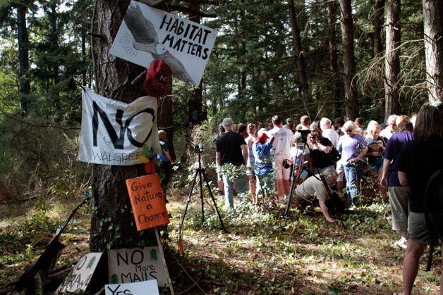 Tree-sitting protester comes down, forest soon follows – By Cecilia Garza